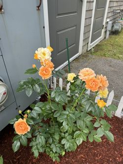 Multi Shades Of yellow Rose Bush