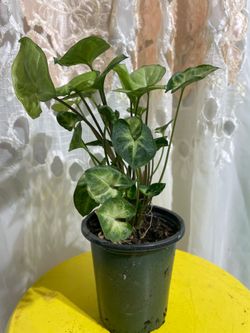 Syngonium