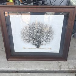 NATURAL SEA FAN CORAL / BOX FRAMED