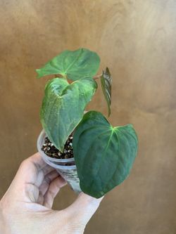 Anthurium BVEP (Antolaki) X Rubrinervium