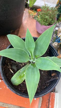 Agaves