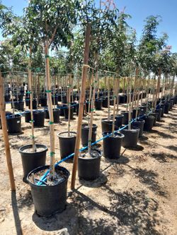 Trees 15 gal available