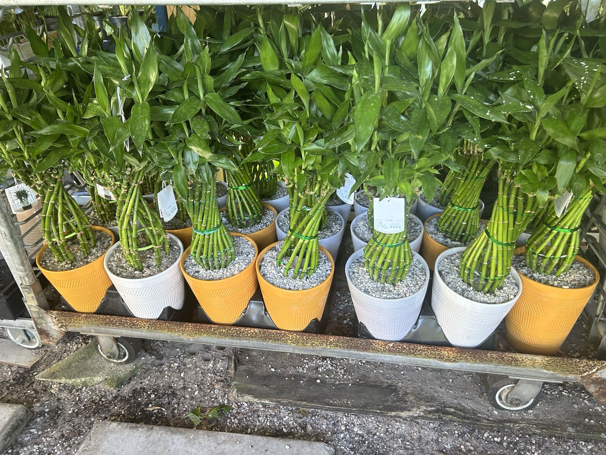 HOME PLANTS- SPECIAL PRICE LUCKY BAMBOO