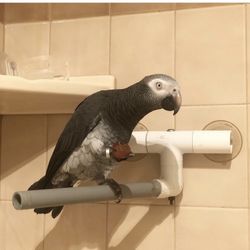 Missing African Gray parrot