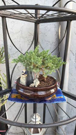 Small Japanese junior bonsai tree with  fishing man