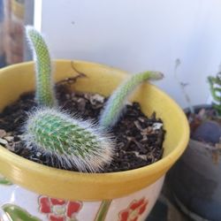 Plants