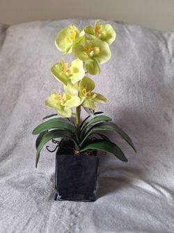 SILK ORCHID