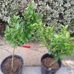 Grafted Dwarf Mexican Lime Trees 😃 🌿