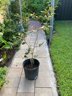 4 ft tall Satinleaf Tree (Chrysophyllum Oliviforme) Florida Native Evergreen Tree