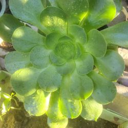 Hermosa Planta Natural En Forma De Flor 