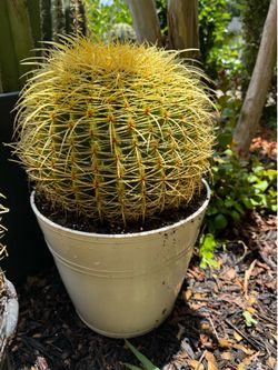 Golden barrel cactus
