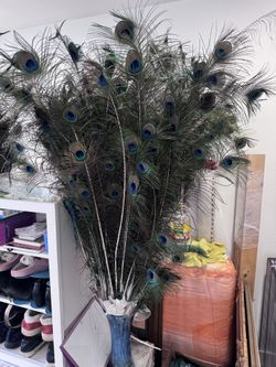 Peacock feathers large/long