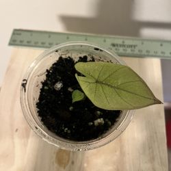 Yucatan Princess Variegated Alocasia