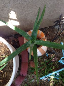 Planta se savila