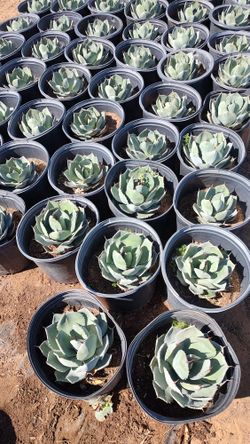 Agave P. Truncata