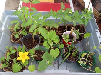 Plants, Veggies, & Others