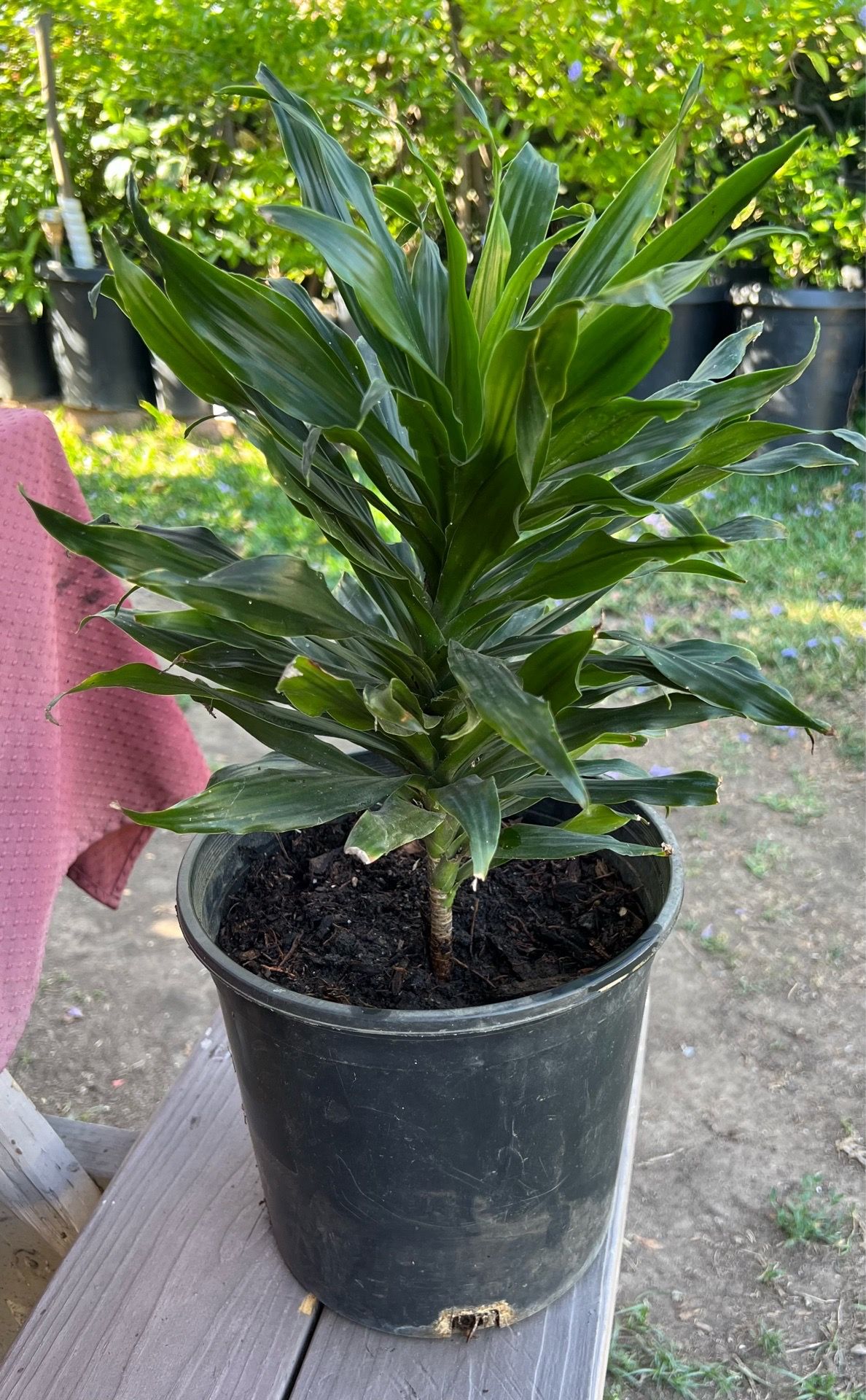 Dracaena Fragans Plants