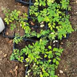 Organic Moringa Seedlings