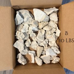 Coral Reef Fossils from Florida