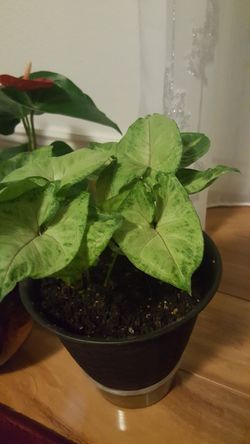 Delray Plants Arrowhead Vine (Nephthytis) in Pot 20$ Each