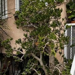 Beautiful Potted Succulent Plant