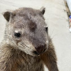 Groundhog Taxidermy 