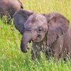Ravi