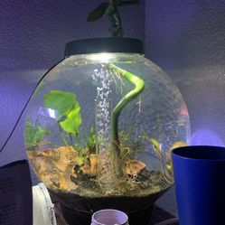 Biorb Fish Tank 