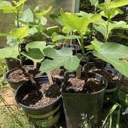 Plant Now! Figs, Strawberries, Goji, Elderberry 