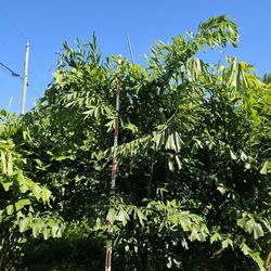 fishtail  tails over 11 feet tall Instant  Privacy  Hedge  for fence  