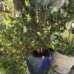 Big Plant