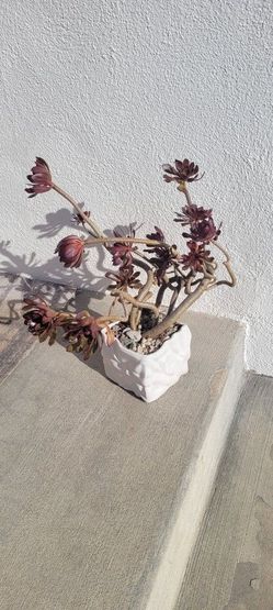 Aeonium Arboreum Green Purple Rose Unique CURVY  A Real Show Stopper, Looks Like  Bonsia 