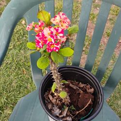 Lai Kanuk Crown Of Thorns Corona De Espinas 