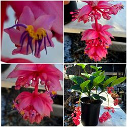 Plants Different prices and sizes message Me for address Se habla espanol