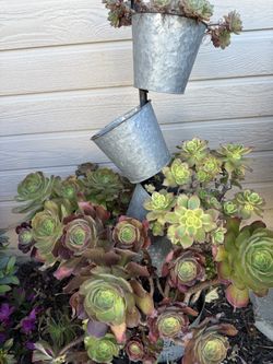 Succulents