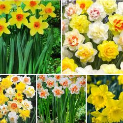 Mix Daffodil Perennial plants$6 Each pot