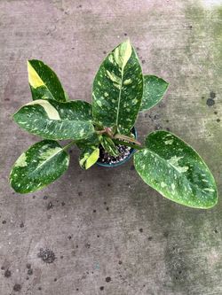 Philodendron Congo nuclear