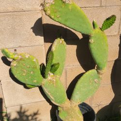 Cactus Plant