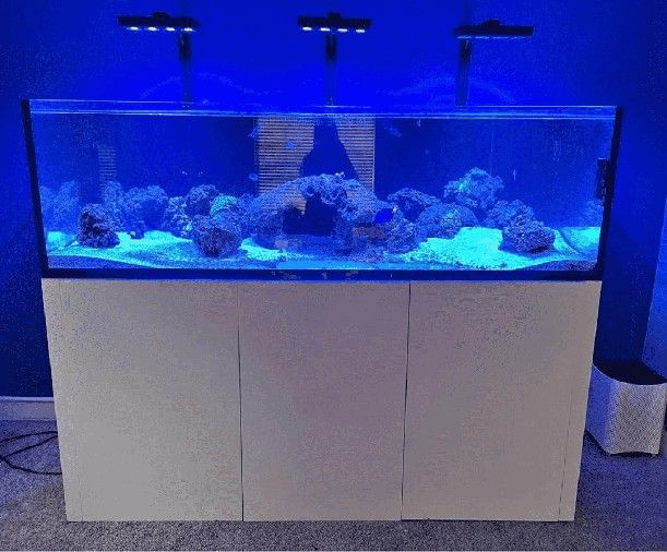 Massive Aquarium Tank - Wide & Stunning Display nor management