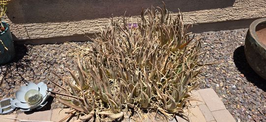 FREE Aloe