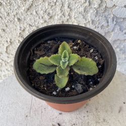 4 Inch Pot Rare Succulent Plant - Plectranthus Amboinicus - Comfort Plant, Cuban Oregano - Rooted & Established - Drought Resistant - 🪴 