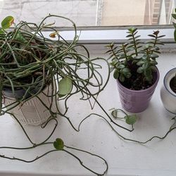 Succulents and money plant with pots