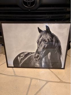 Premium Horse photo-incredible price reduction from $600