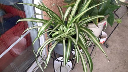 Spider  Plant 🪴 