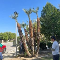 Tree Clean