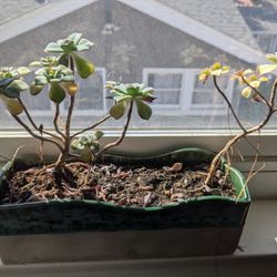 Tiny Succulent In Ceramic Pot