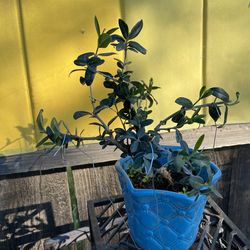 Bonsai plant for sale starters $25 each