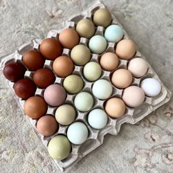 Rainbow Hatching Eggs /  Fertilized Eggs 