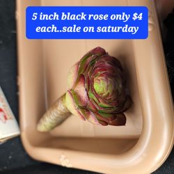 Black Rose Cuttings Only $4 Each SALE THIS SUNDAY  SAN LORENZO 