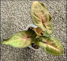 Syngonium ‘Regina Red’ 🌱 Rooted Starter Plant